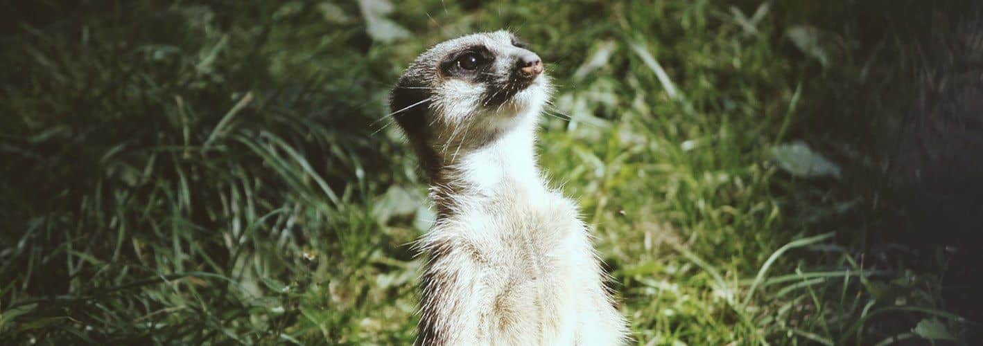 Bringing Core Values to Life: A Look at "Stay Curious"