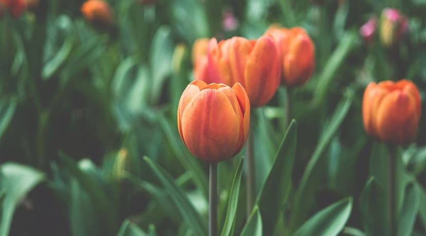 5 Fresh Font Combinations for Spring