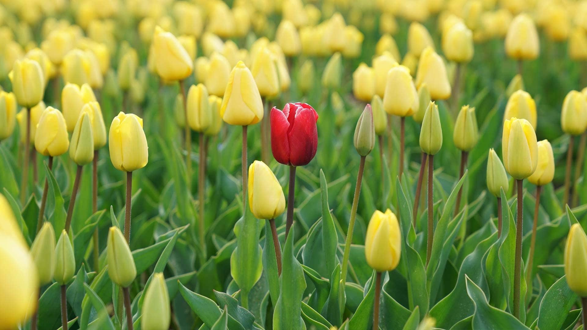 Targeting the Right Audience for Your Brand