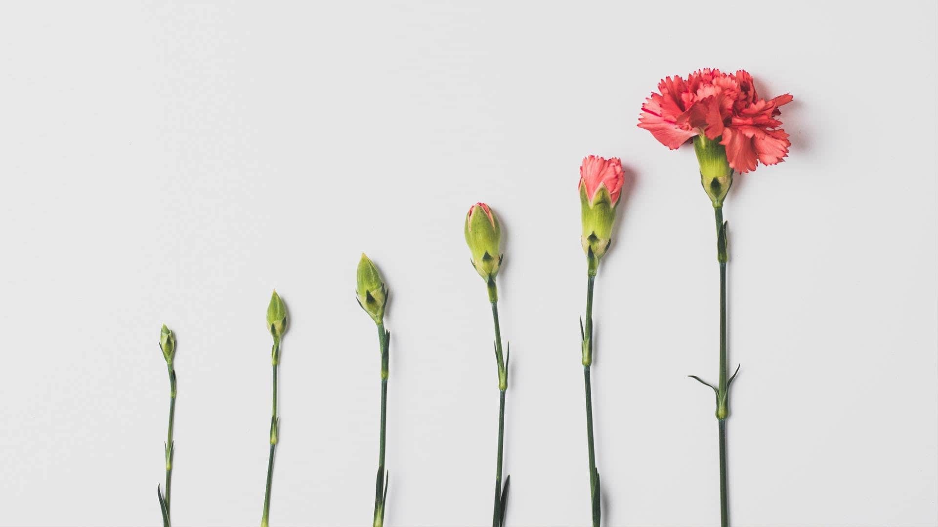 Why Marketing Is Important for Growing Businesses
