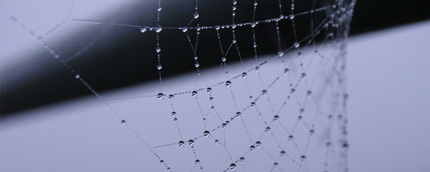 a dew covered spider web