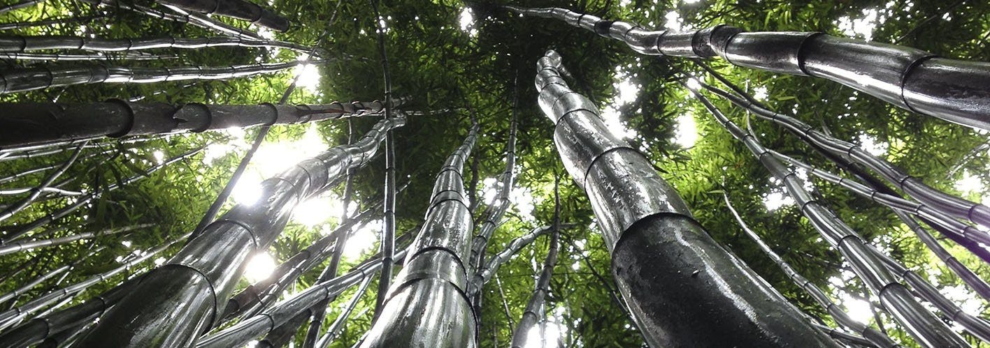 bamboo grove growing into the sky