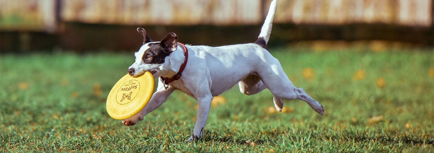 jack russel terrier retrieving frisbee