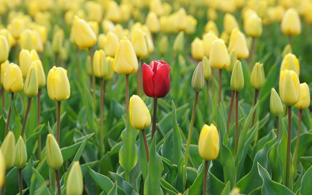 Targeting the Right Audience for Your Brand